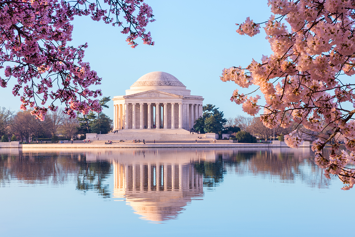 Cherry blossoms blooming around the Capitol building